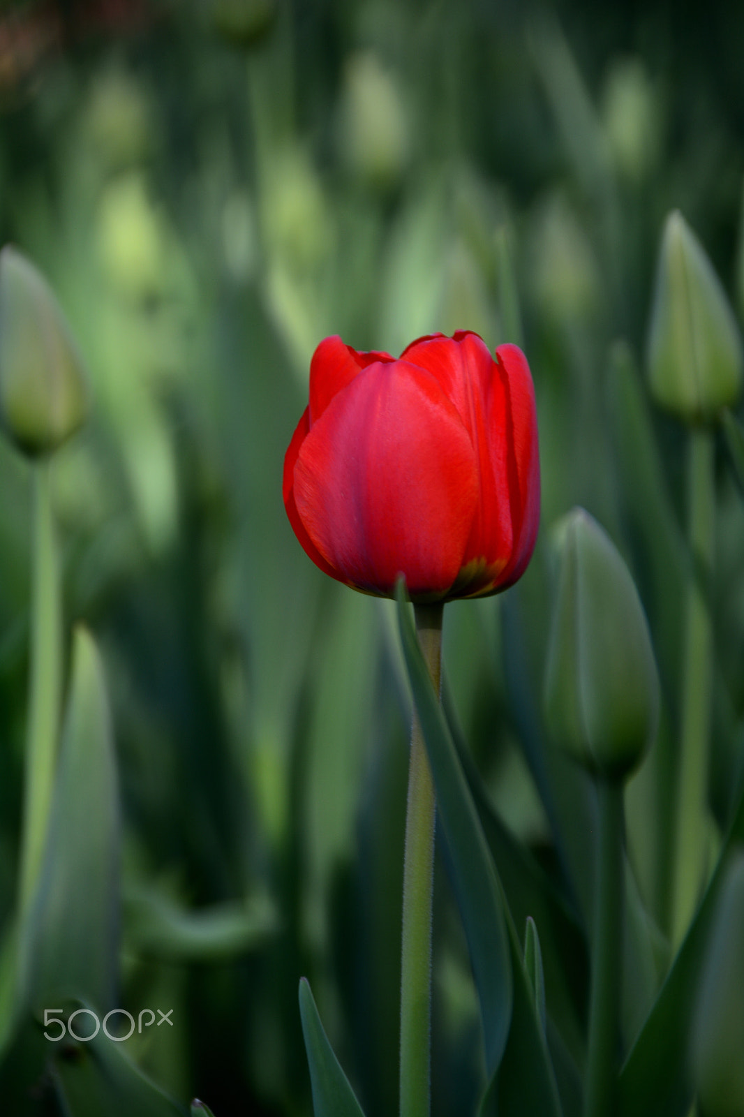 Nikon D5200 sample photo. Red tulip photography