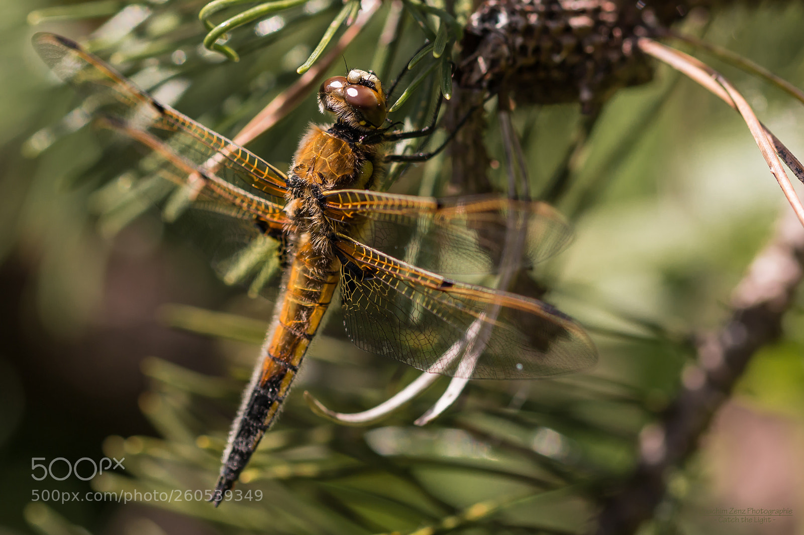 Canon EOS 70D sample photo. Dragonfly ... photography