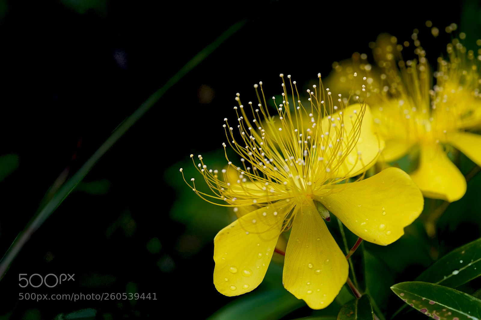 Sony a7R II sample photo. Yellow flower photography