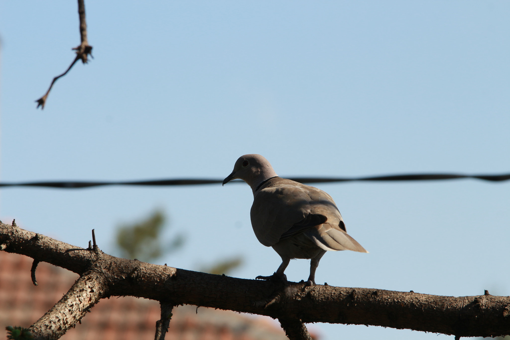 Canon EOS 700D (EOS Rebel T5i / EOS Kiss X7i) sample photo. Img photography