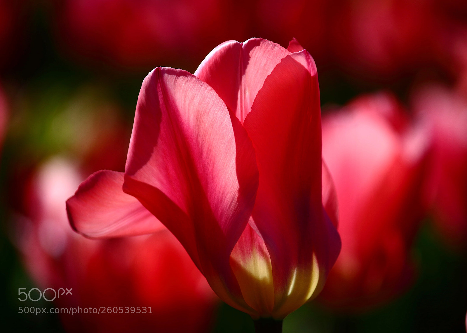 Canon EOS 7D Mark II sample photo. 6.4 red photography