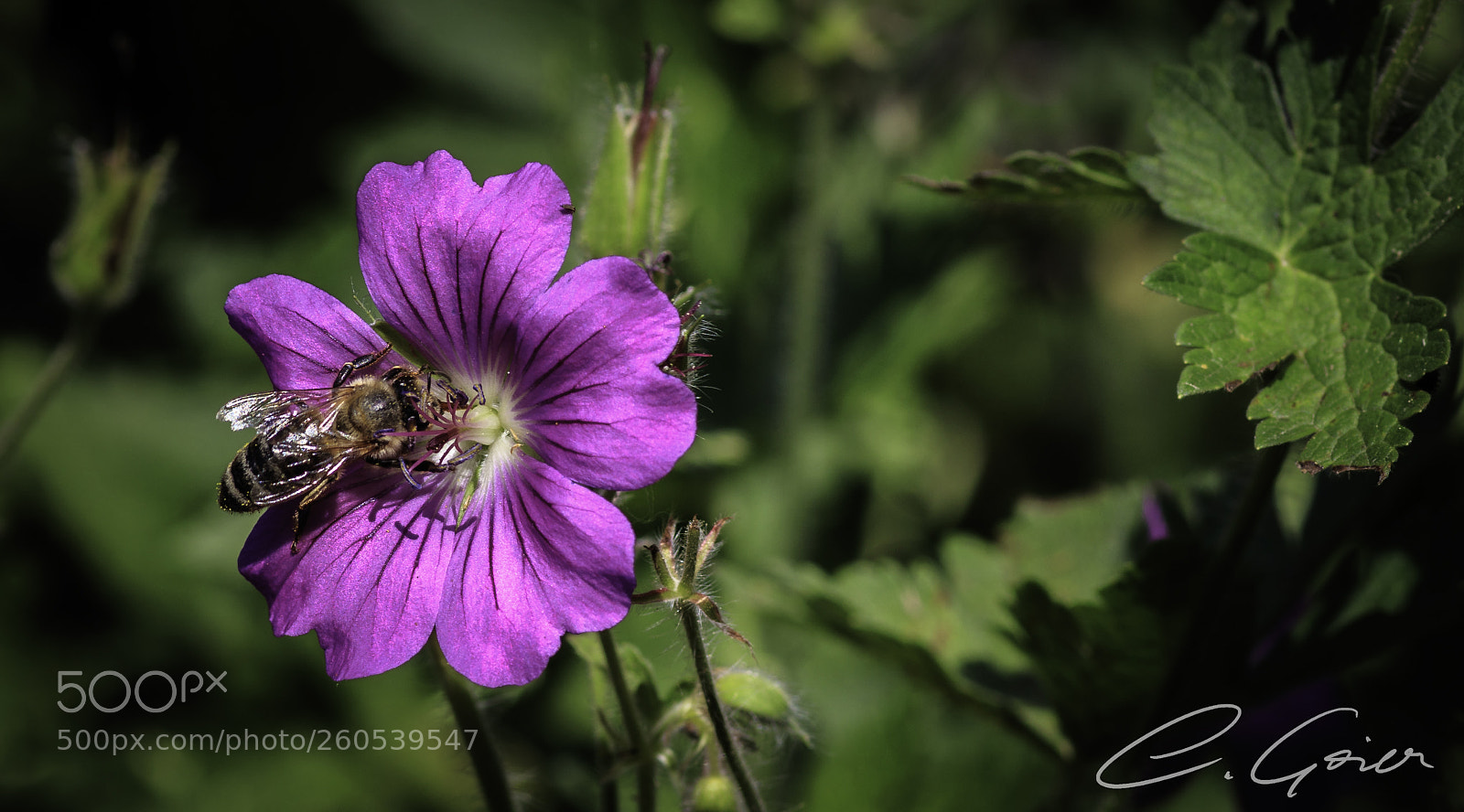 Canon EOS 77D (EOS 9000D / EOS 770D) sample photo. Bee at work photography