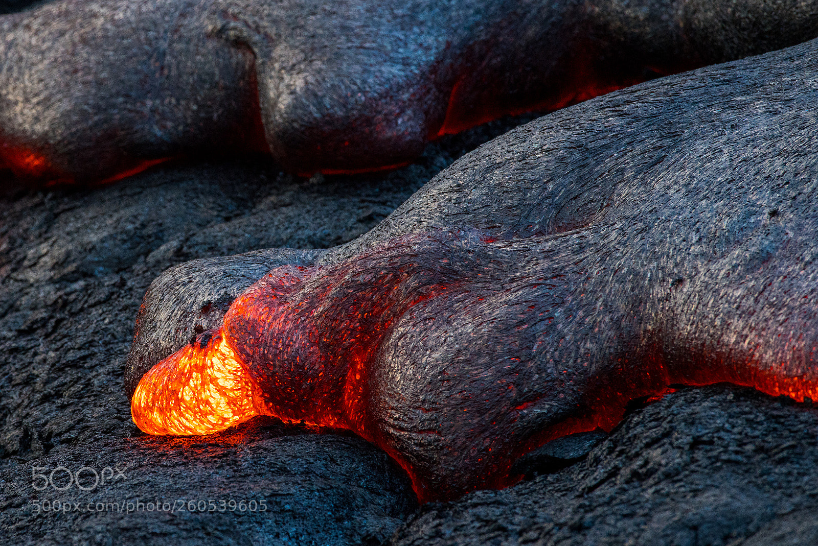 Sony a7R III sample photo. Pele's paw photography