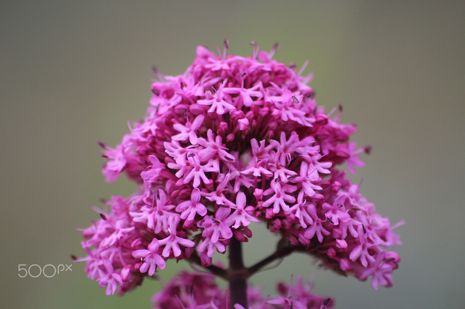 Canon EOS 600D (Rebel EOS T3i / EOS Kiss X5) sample photo. Bloom photography