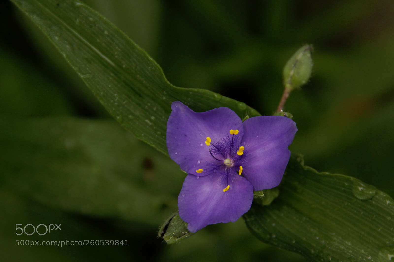 Canon EF-S 18-135mm F3.5-5.6 IS sample photo. Flower power photography