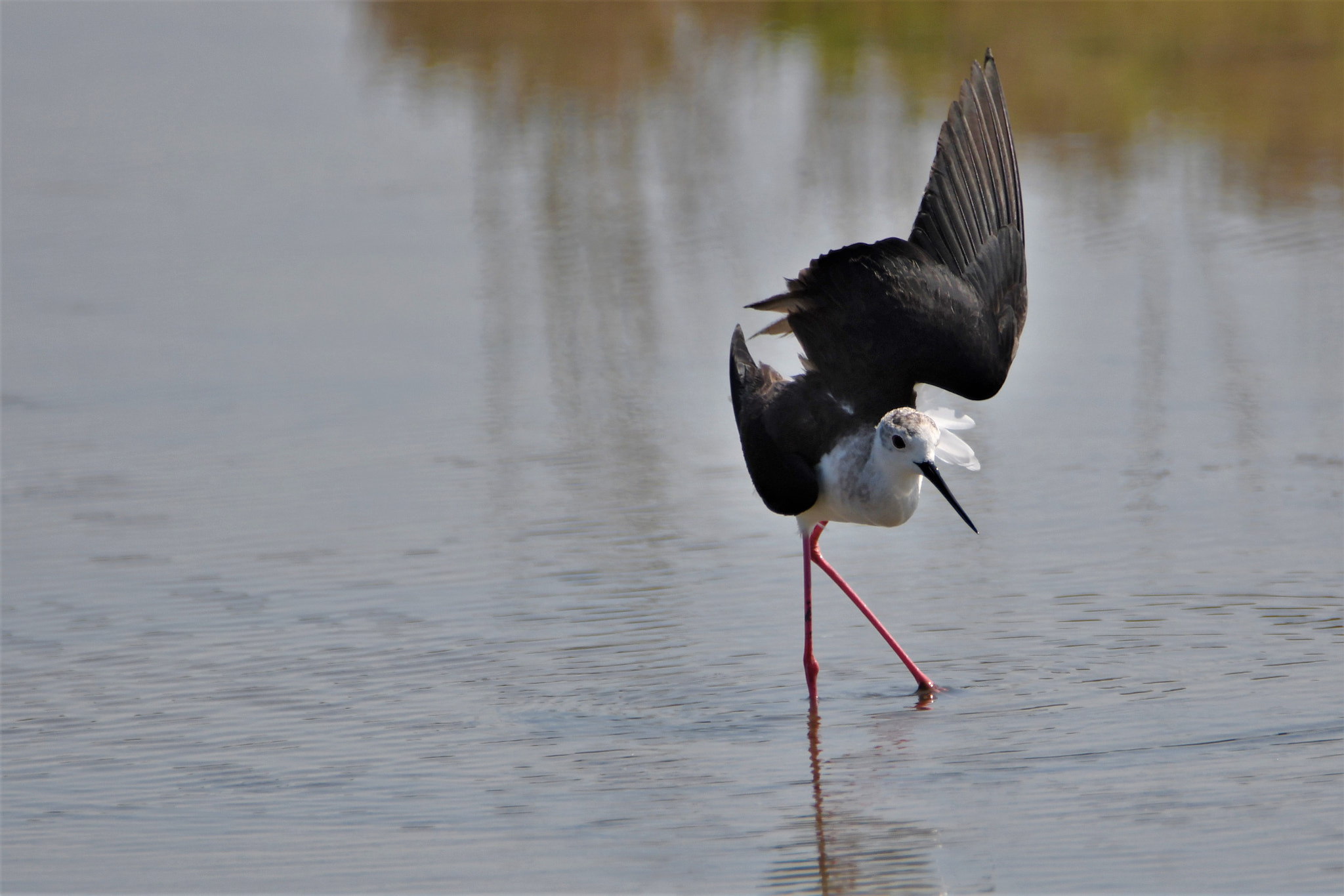 Nikon D7500 sample photo. Broken wing photography