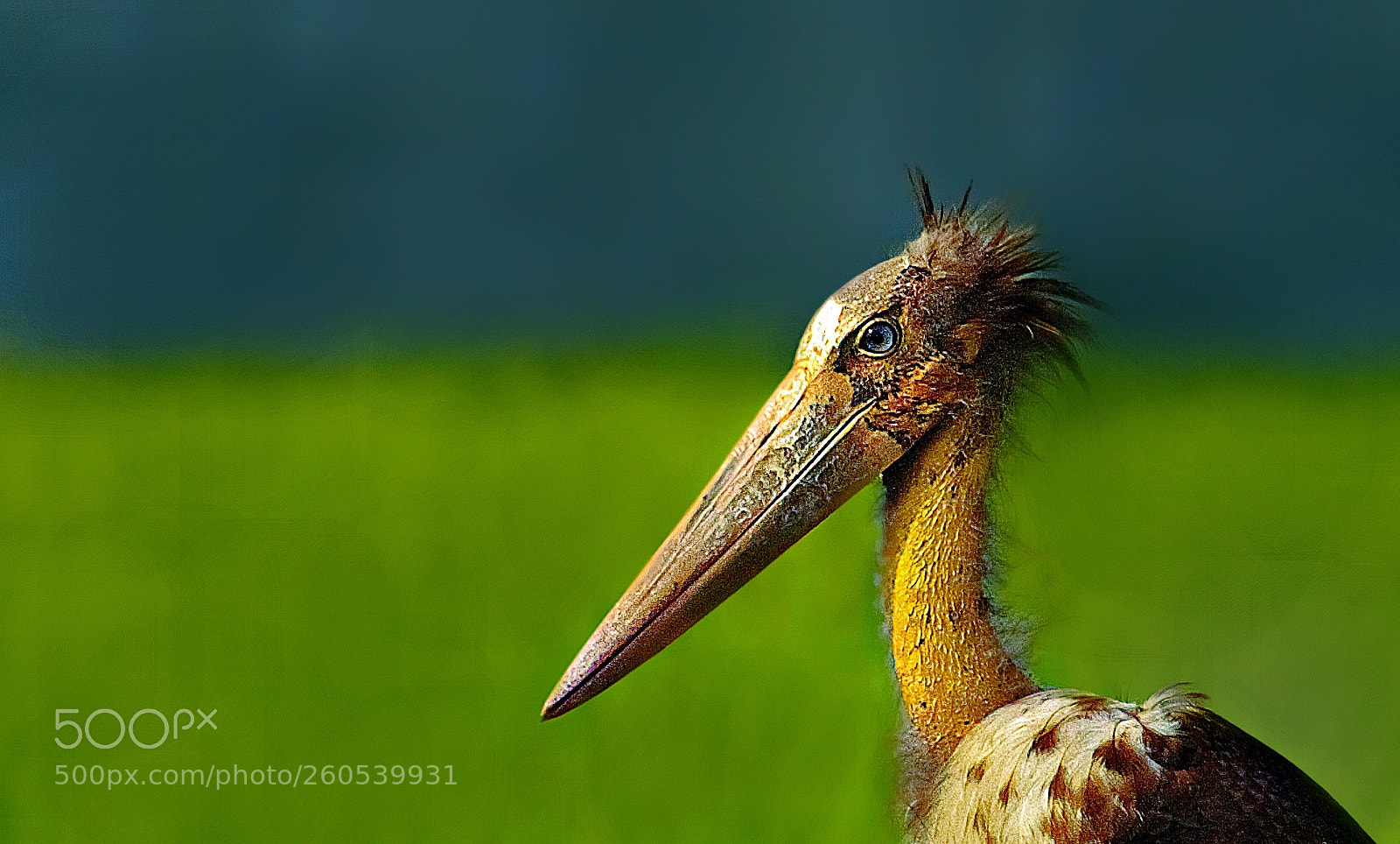 Canon EOS 60D sample photo. Lesser adjutant photography