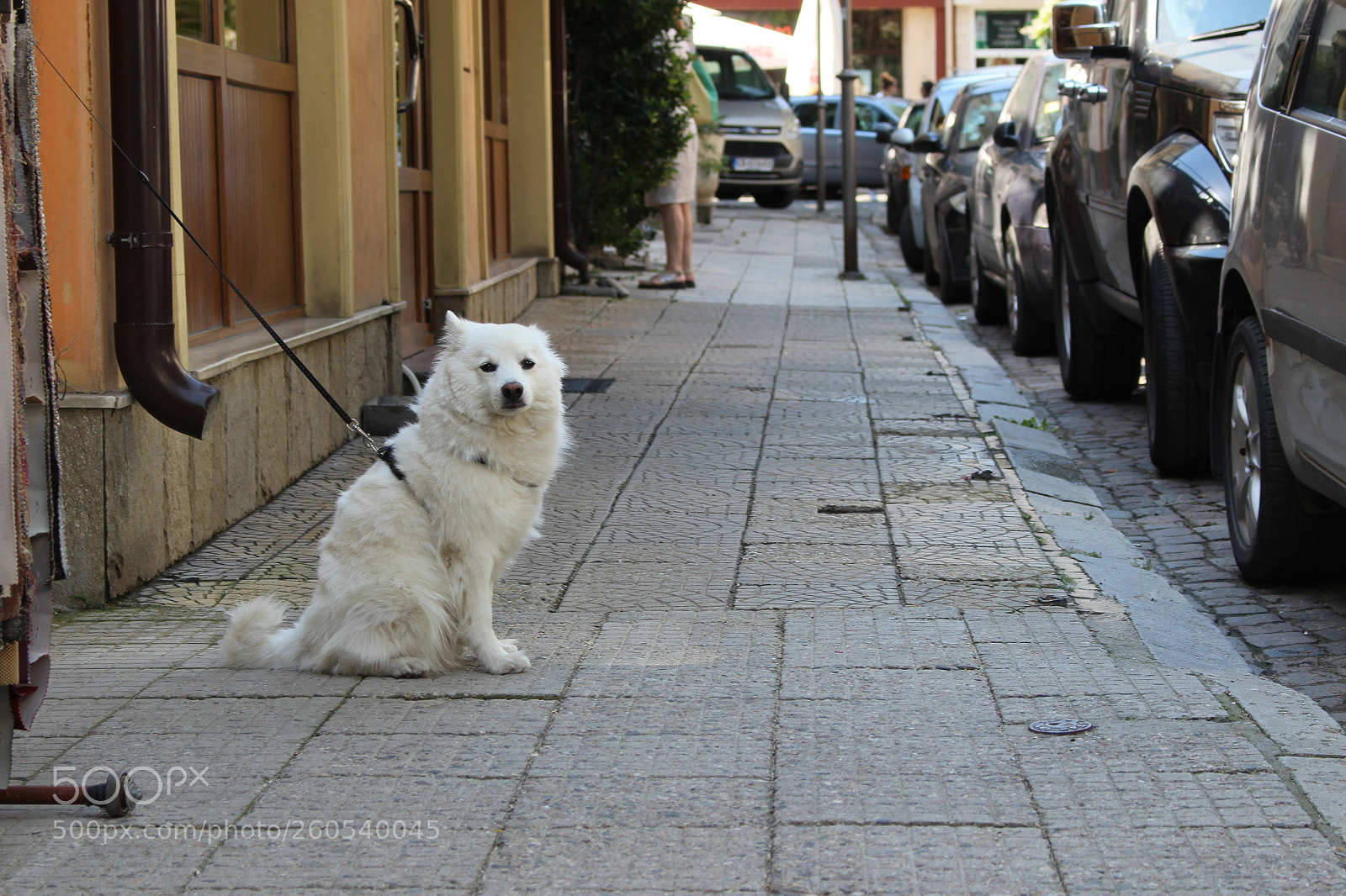 Canon EOS 700D (EOS Rebel T5i / EOS Kiss X7i) sample photo. Whity photography