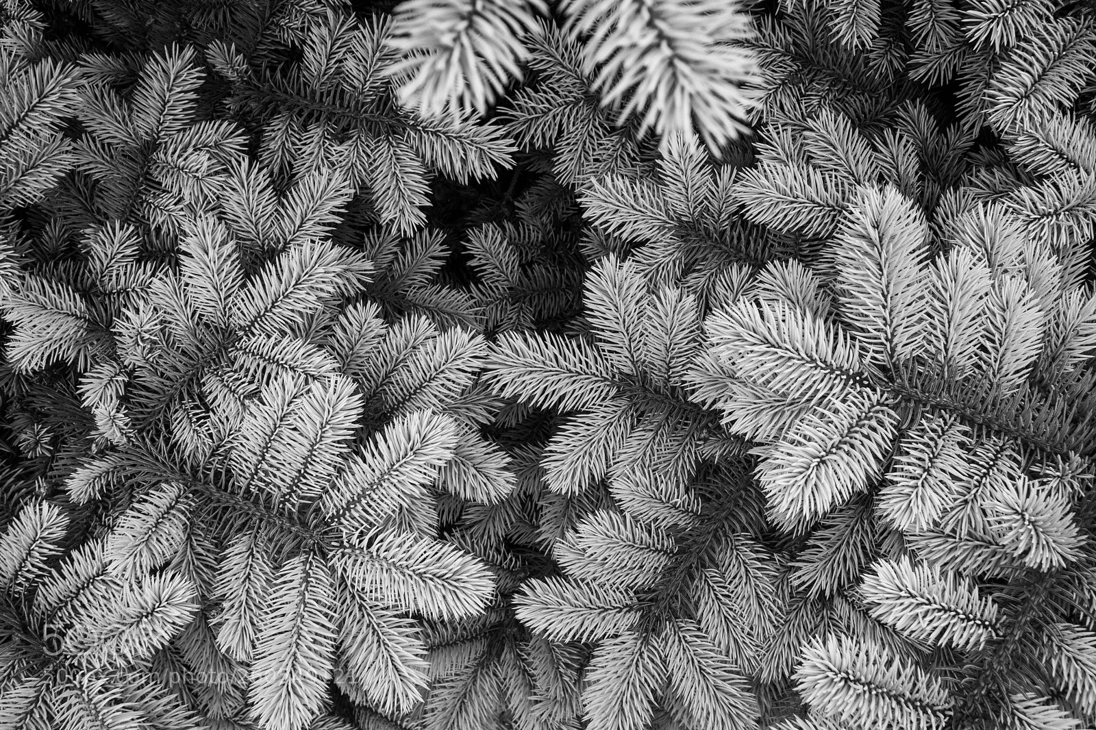 Nikon D7200 sample photo. Pine photography