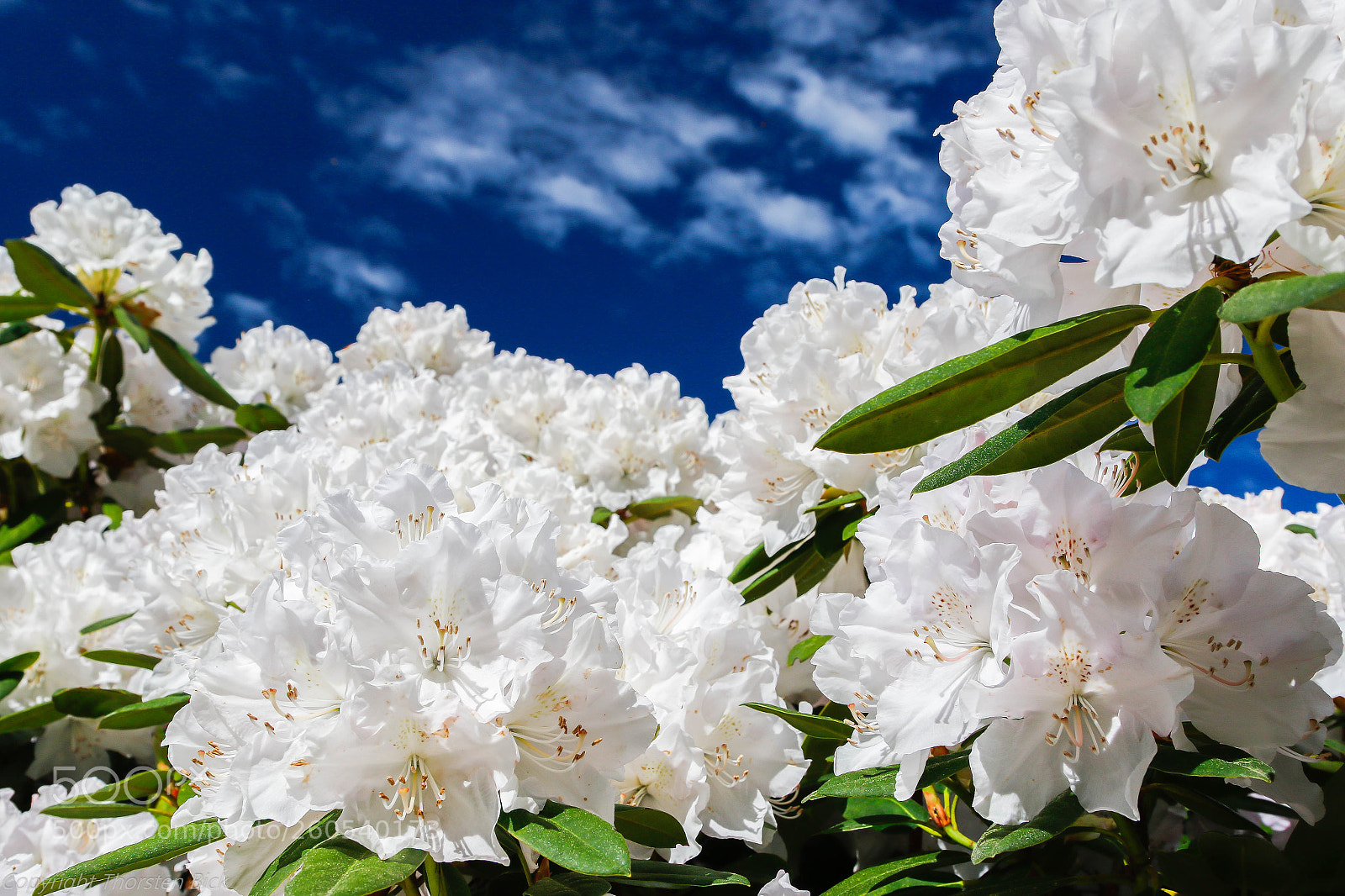 Canon EOS 7D Mark II sample photo. Spring - nature explodes photography