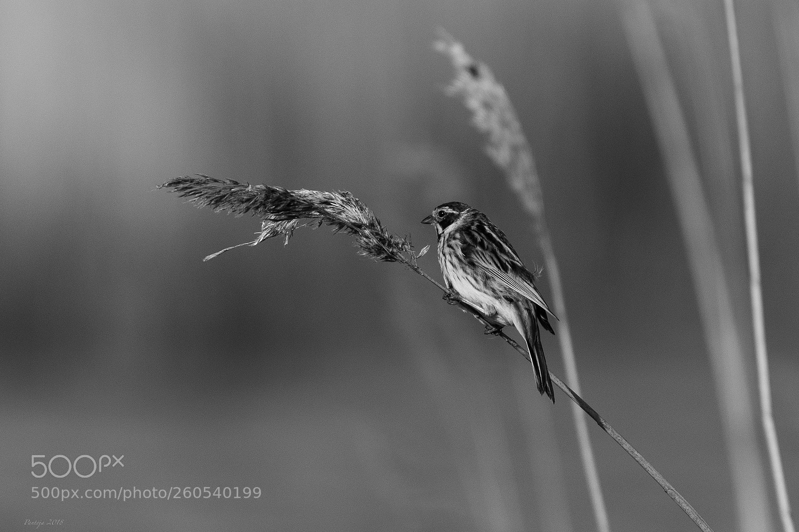 Nikon D500 sample photo. Reed bunting photography