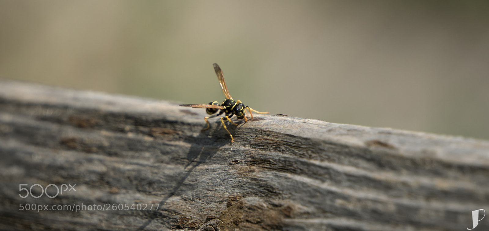 Sony a6000 sample photo. Dar-ázs photography