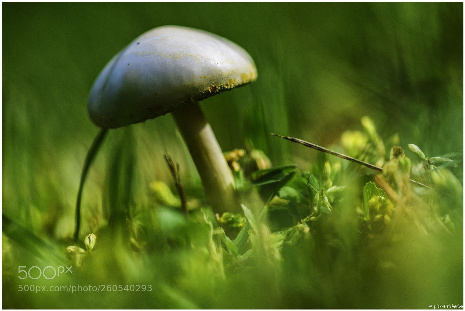 Nikon D5500 sample photo. Champignon des prés photography