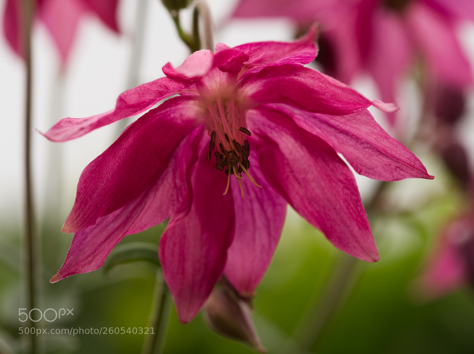 Olympus OM-D E-M5 II sample photo. Pink aquilegia photography