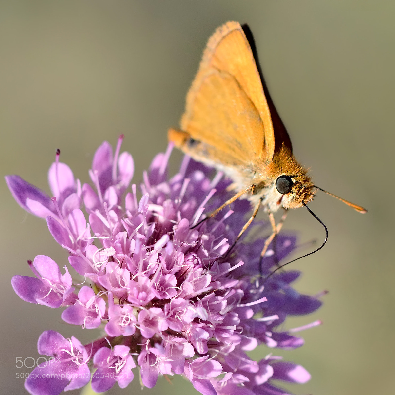 Nikon D5100 sample photo. Small skipper photography