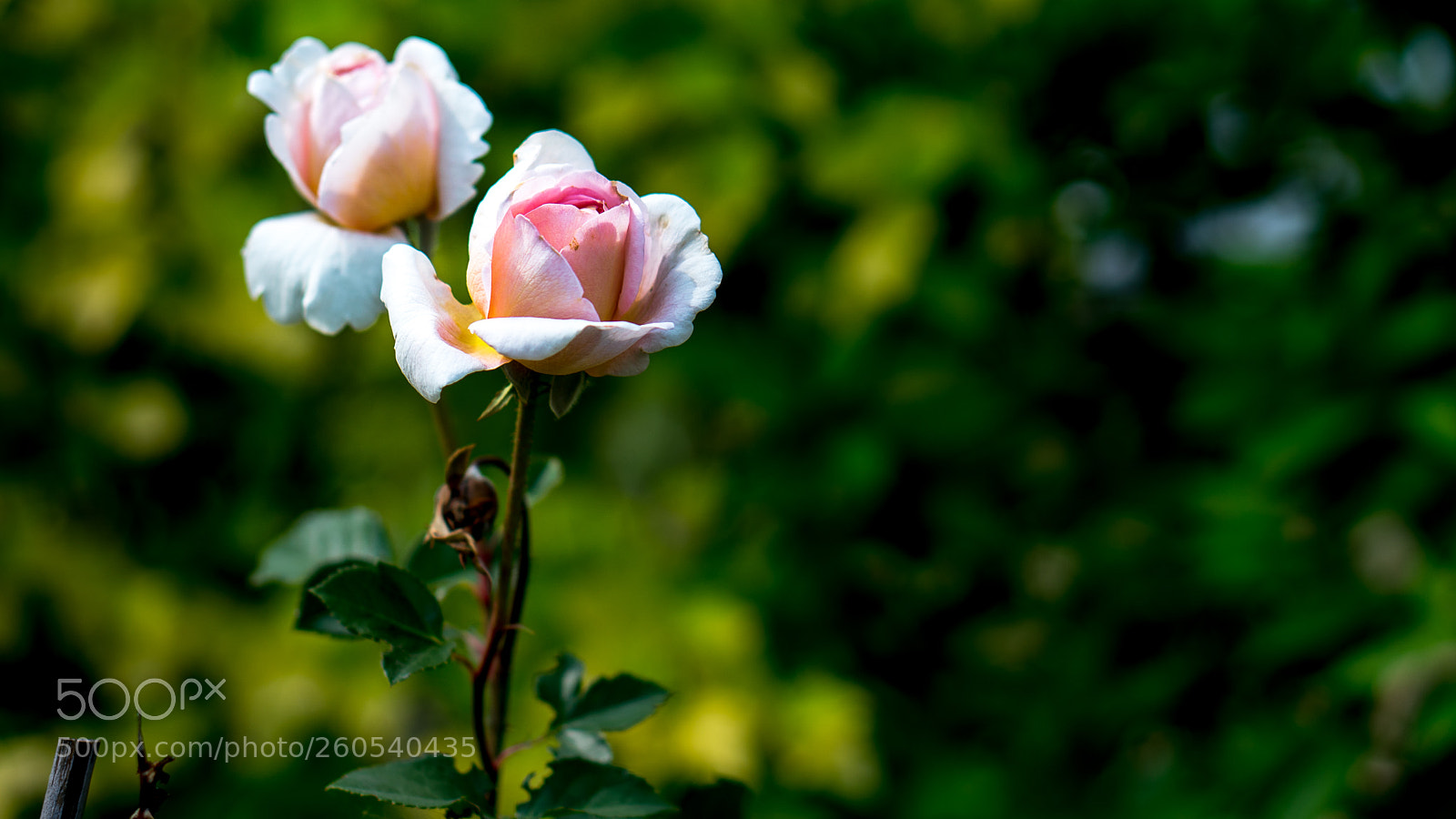 Sony a6300 sample photo. Rose photography