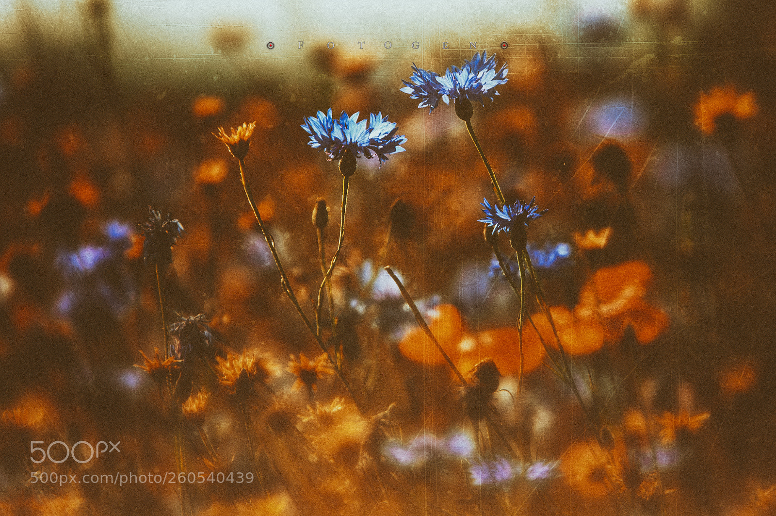 Nikon D300S sample photo. Blue memories photography