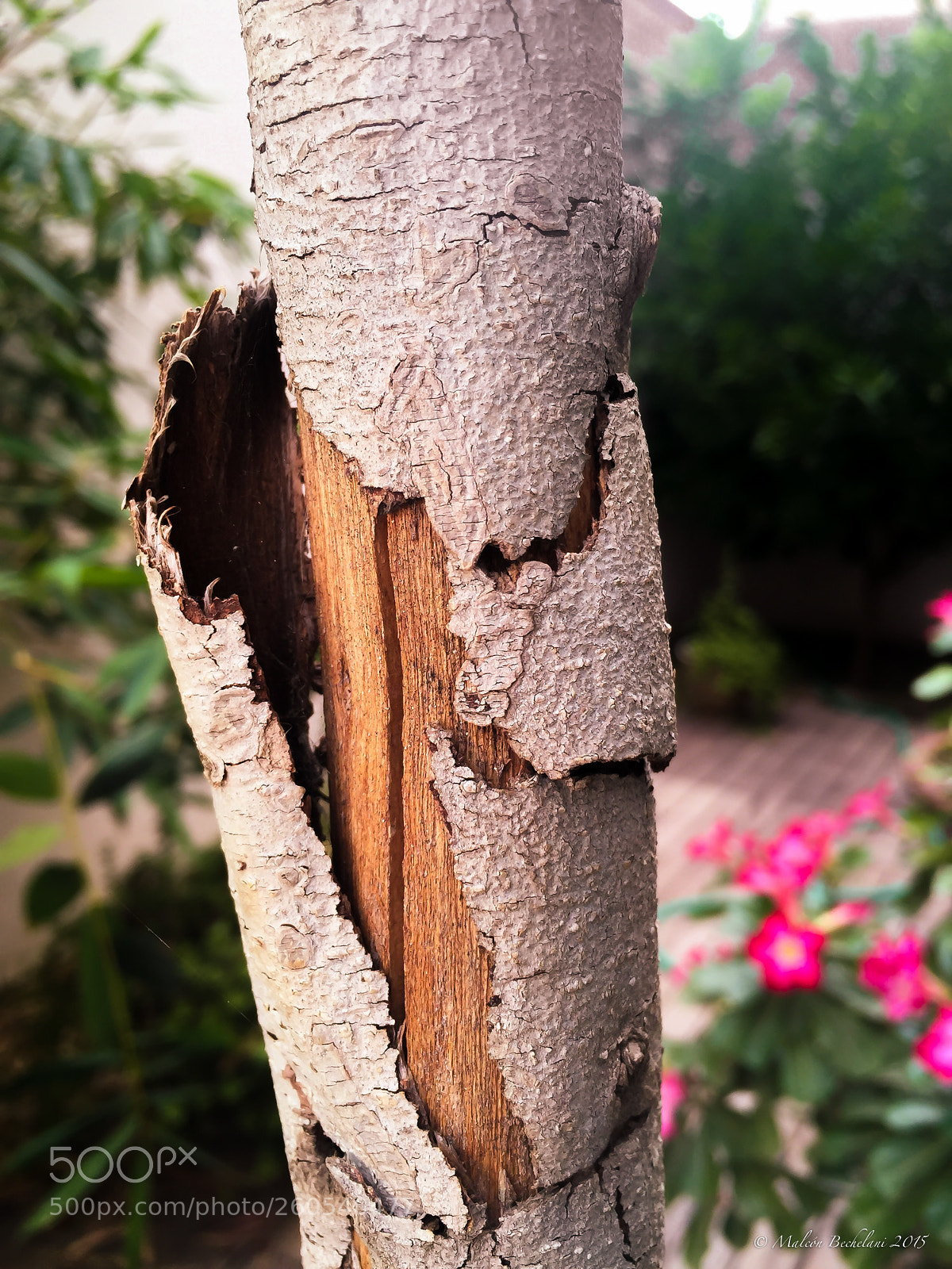 Apple iPhone 6 sample photo. Cedo photography