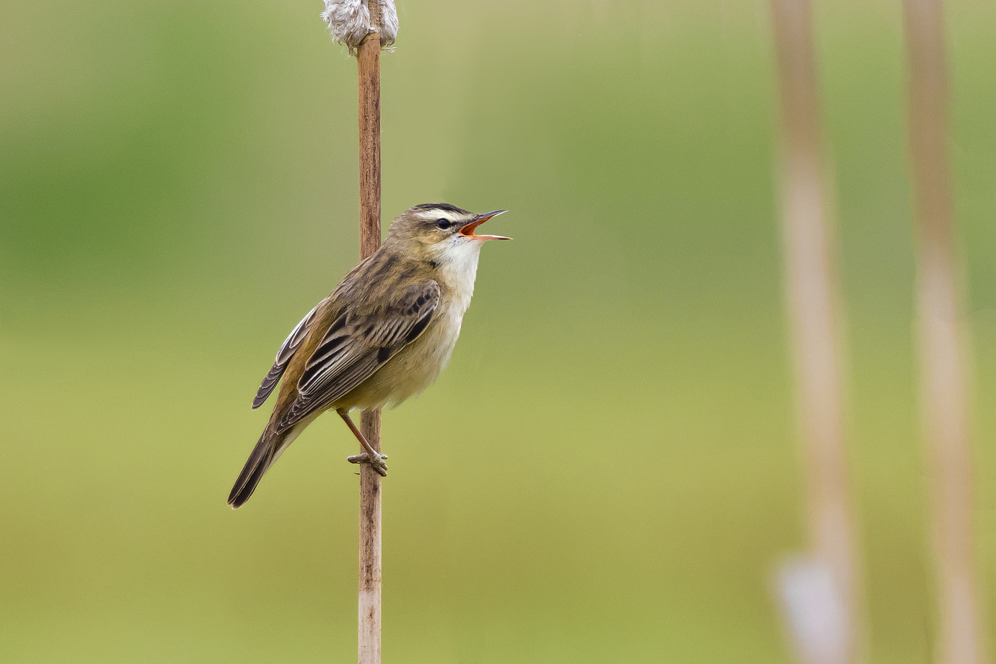 Pentax KP sample photo. Sedge warbler photography