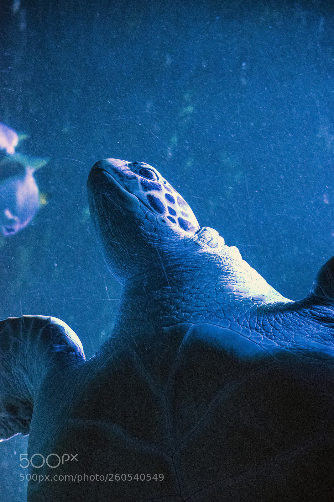 Nikon D5300 sample photo. Turtle photography