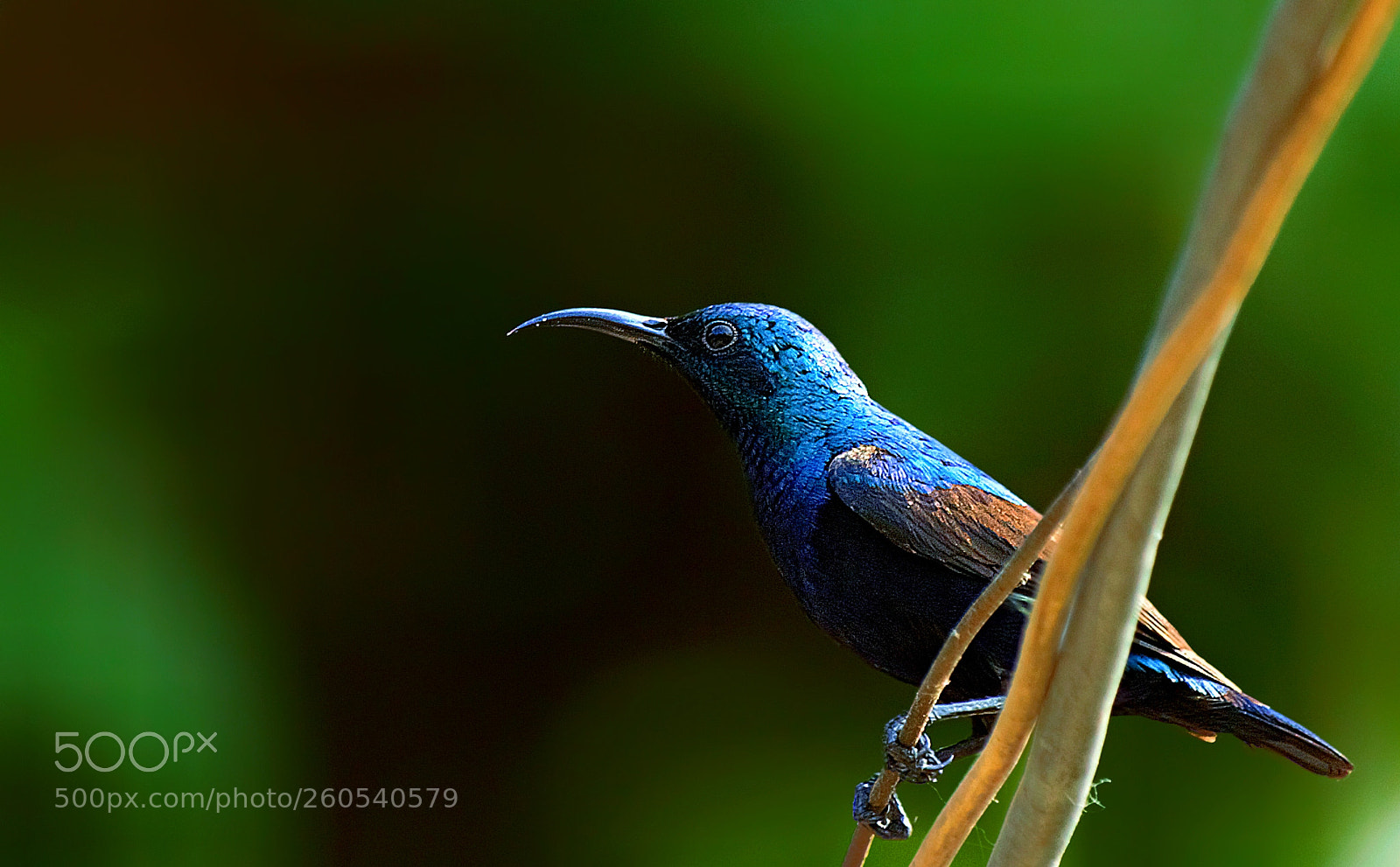 Canon EOS 60D sample photo. Purple sunbird photography