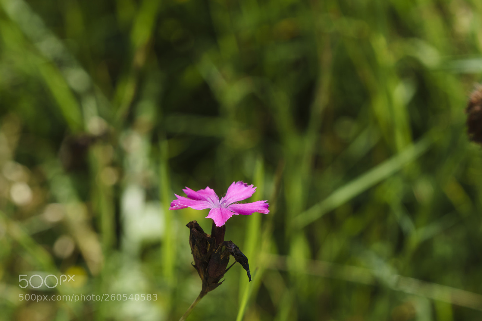 Sony a6000 sample photo. Flowers photography