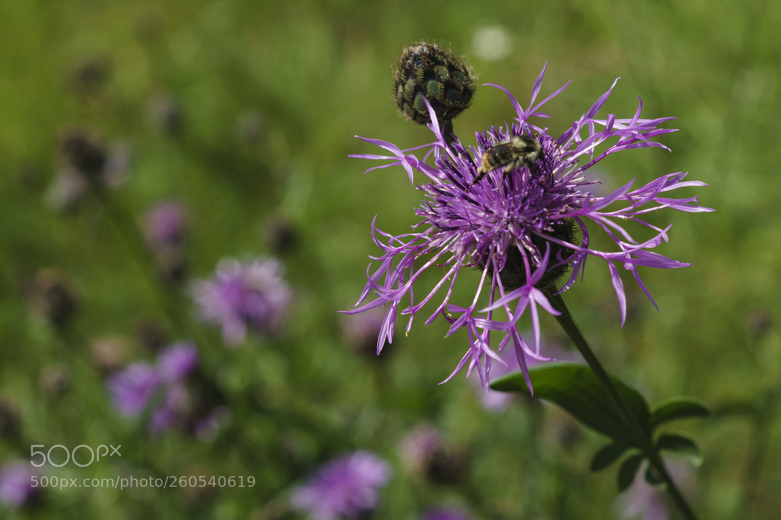 Sony a6000 sample photo. Flowers photography
