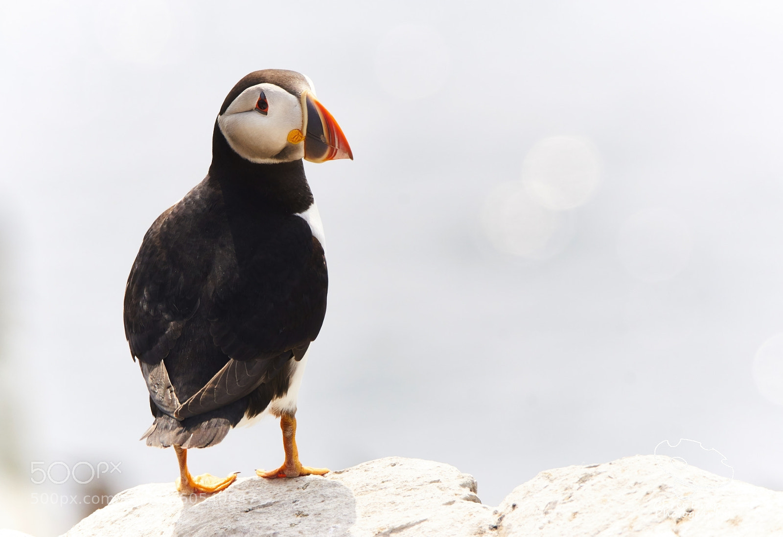 Sony ILCA-77M2 sample photo. Puffin photography