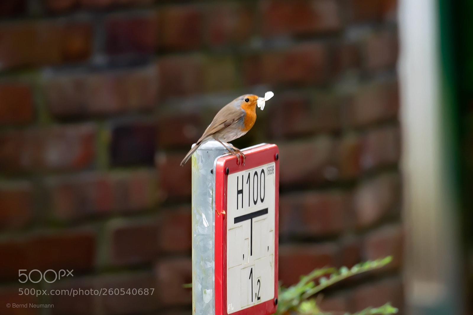 Nikon D750 sample photo. Rotkehlchen photography