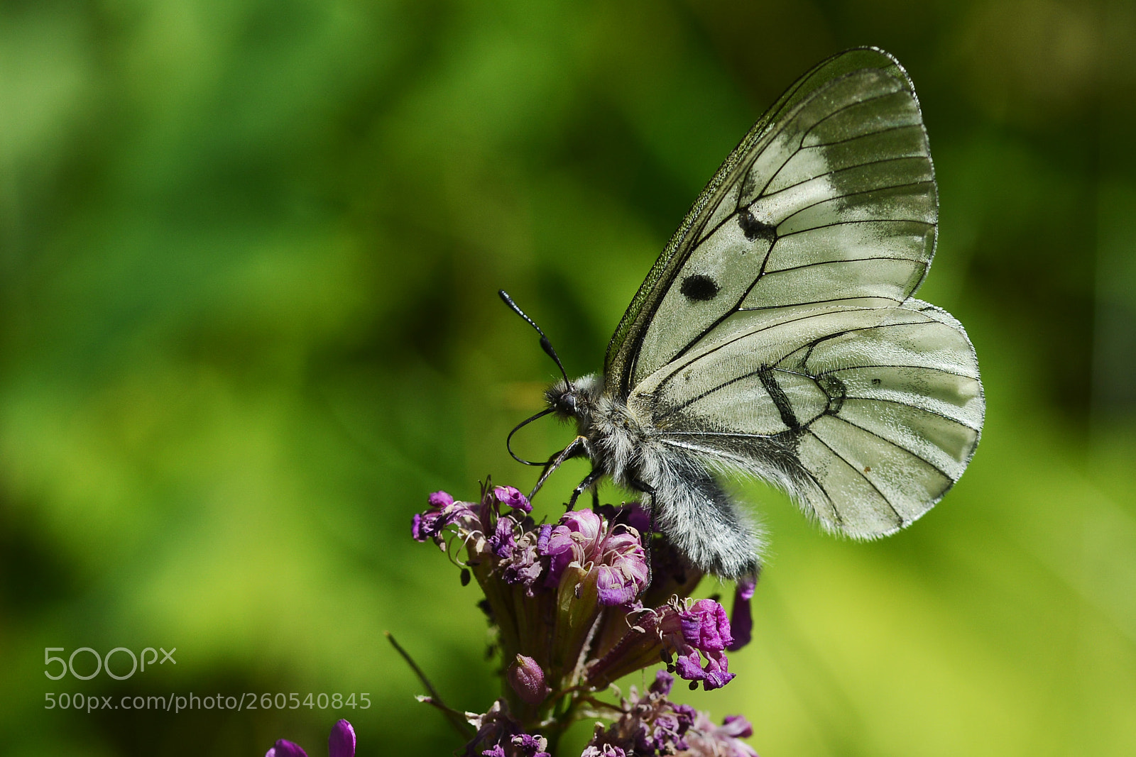 Nikon D800 sample photo. Mnemosyne photography