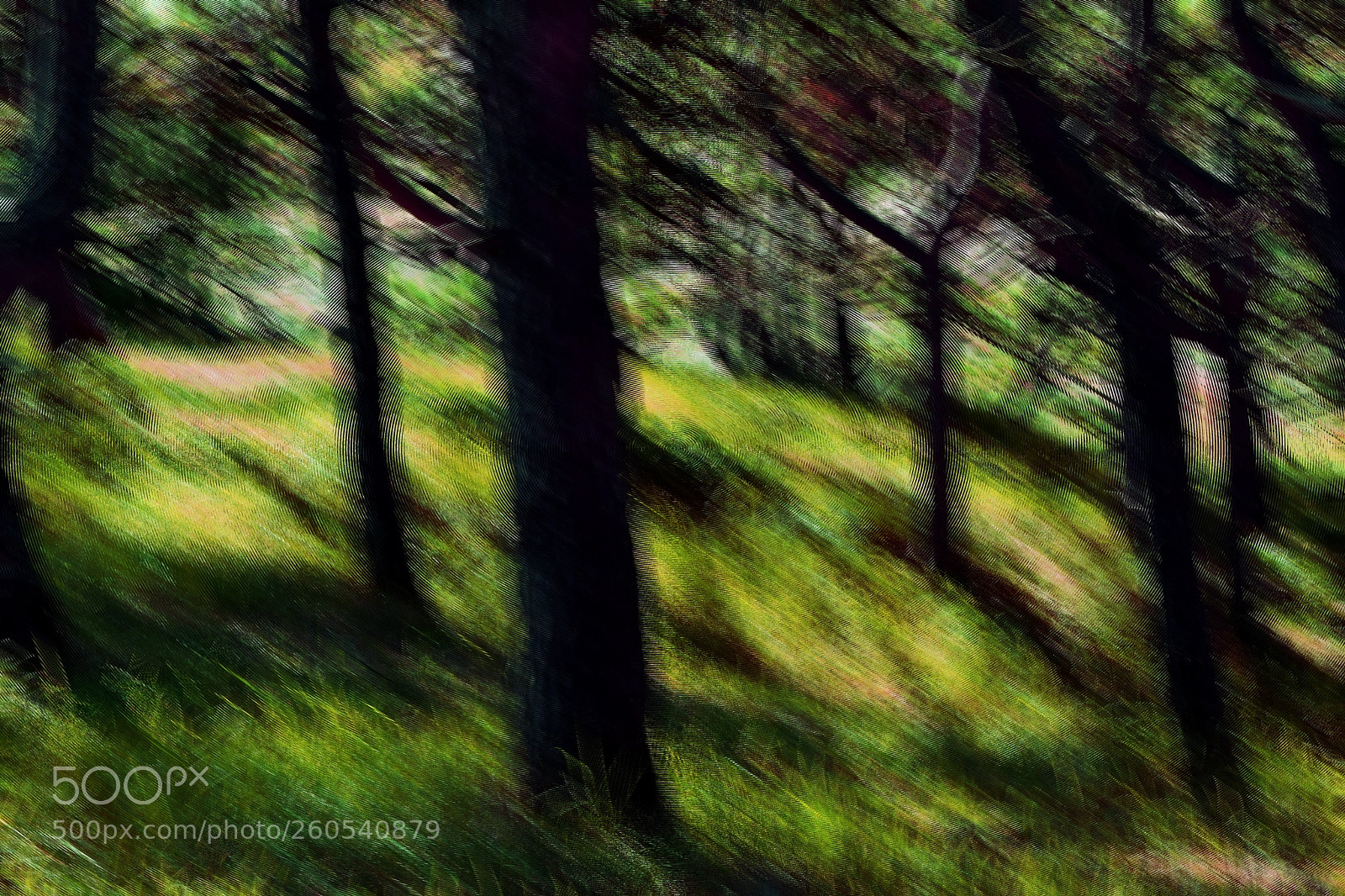 Nikon D5300 sample photo. Forest haze photography