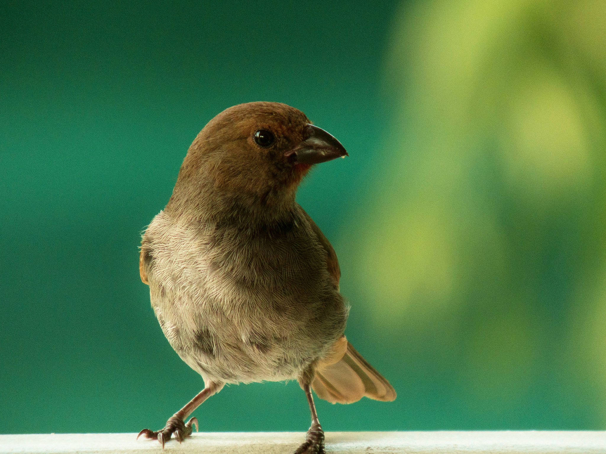 Fujifilm FinePix HS50 EXR sample photo. Funny bird photography