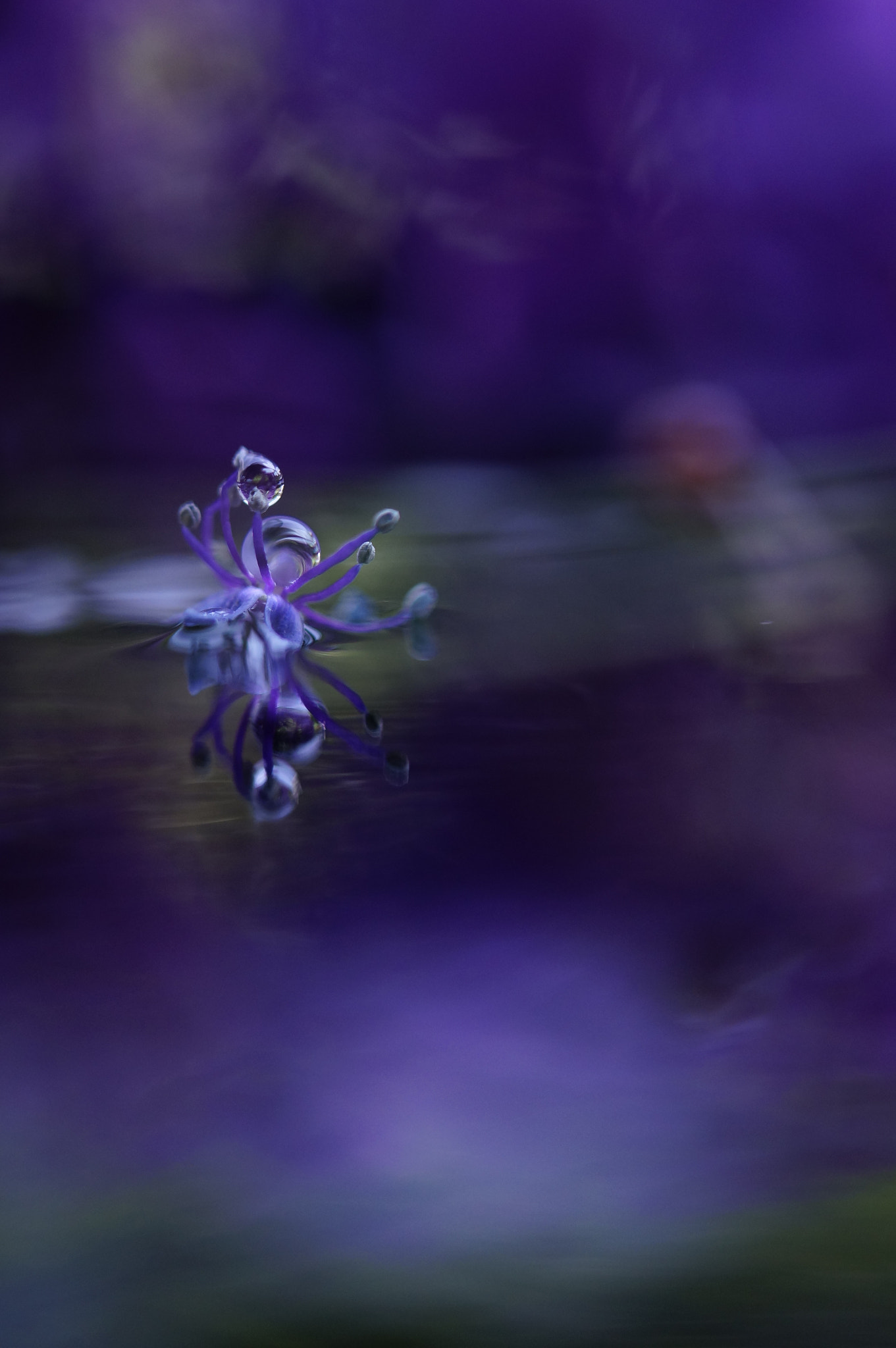 Sony SLT-A57 sample photo. Purple photography