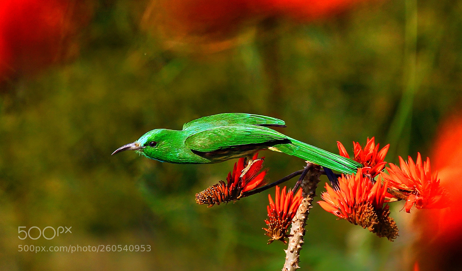 Canon EOS 60D sample photo. Blue bearded bee-eater photography