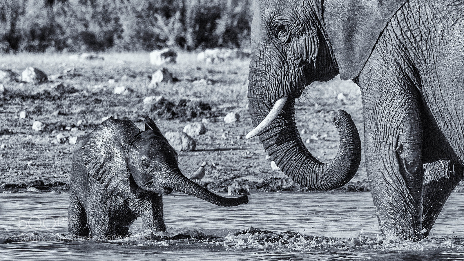 Pentax K-3 II sample photo. Elephant, mother and child photography