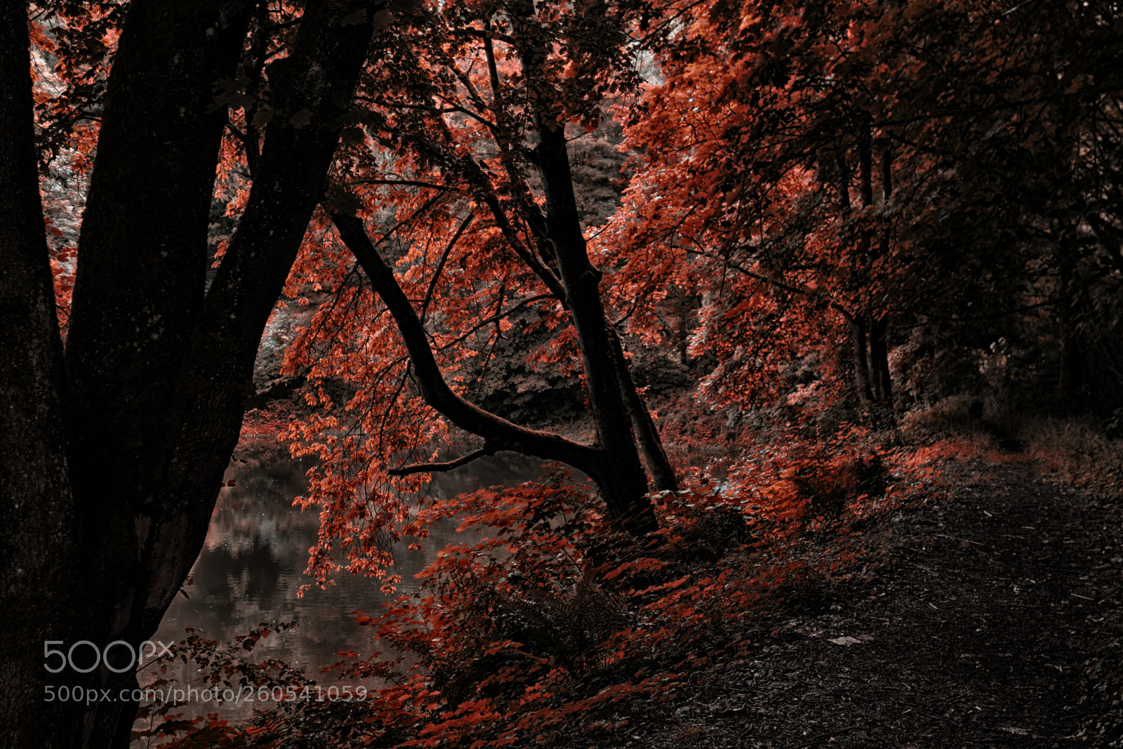 Canon EOS 7D Mark II sample photo. Darkred photography