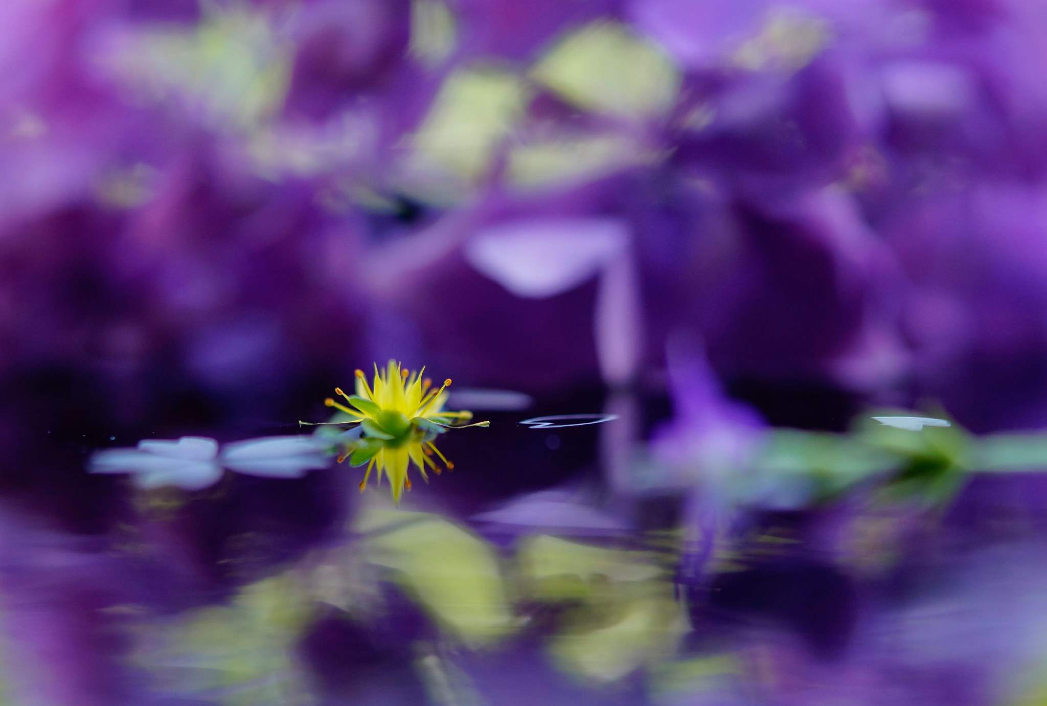 Sony SLT-A57 sample photo. Purple２ photography