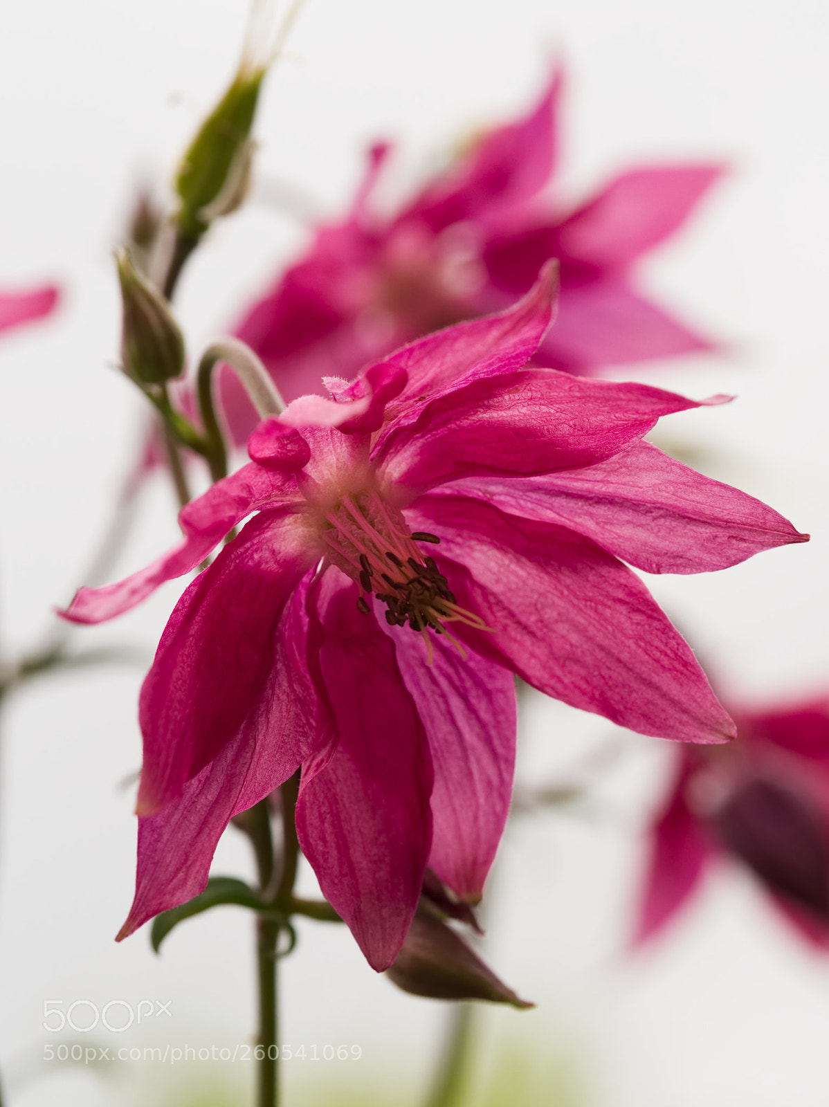 Olympus OM-D E-M5 II sample photo. Aquilegia photography
