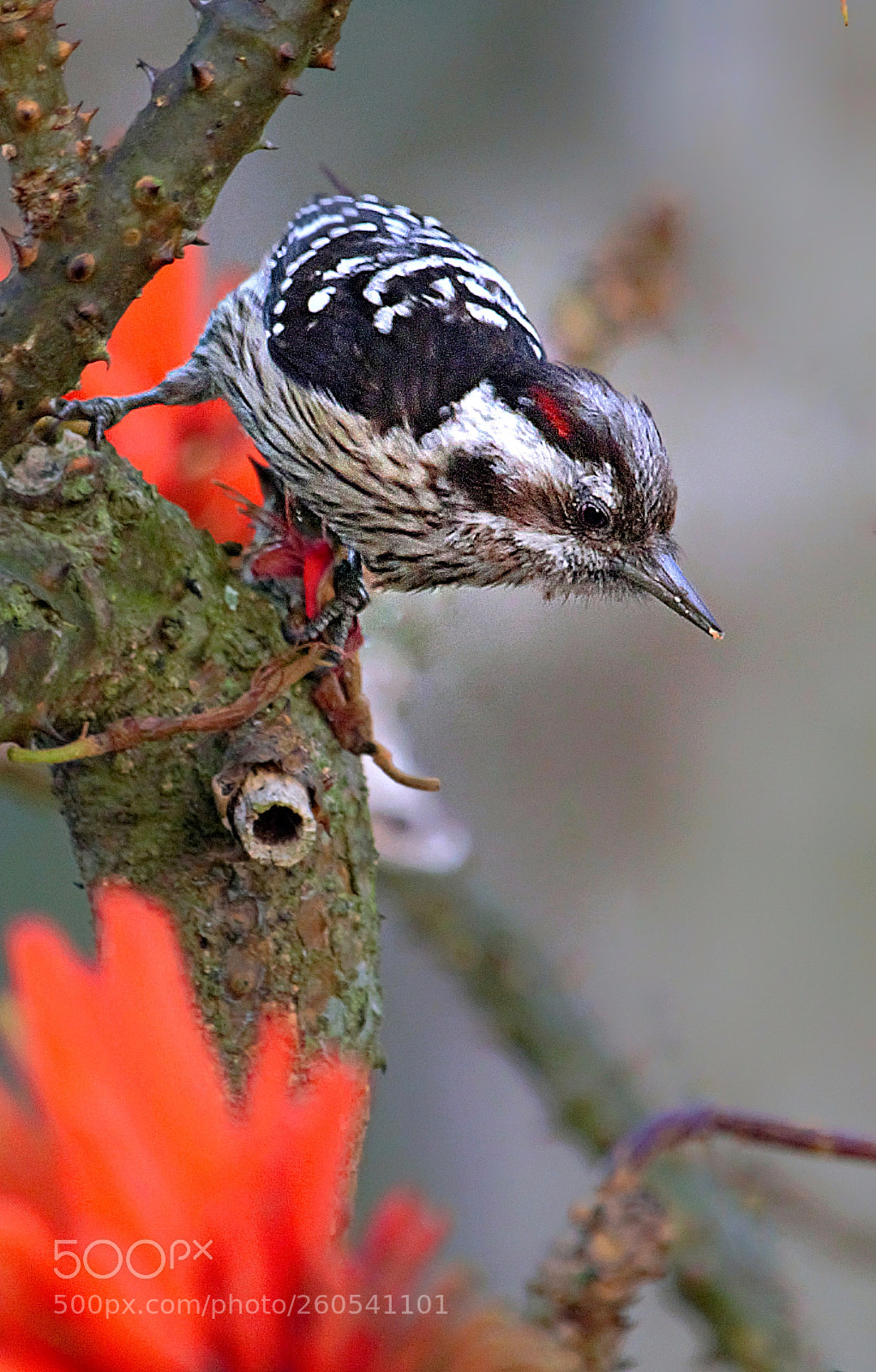 Canon EOS 60D sample photo. Grey capped pigmy woodpecker photography