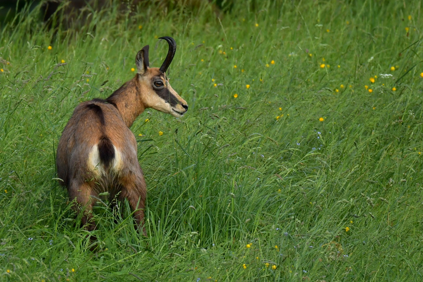 Nikon D5 sample photo. Chamois photography