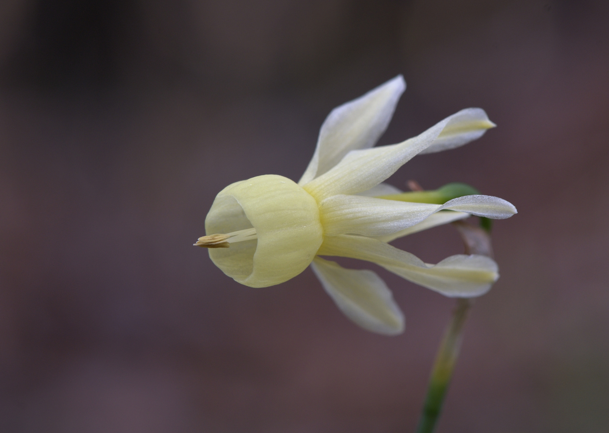 Nikon AF-S Micro-Nikkor 105mm F2.8G IF-ED VR sample photo. Small wild flower shaped like a spaceship photography