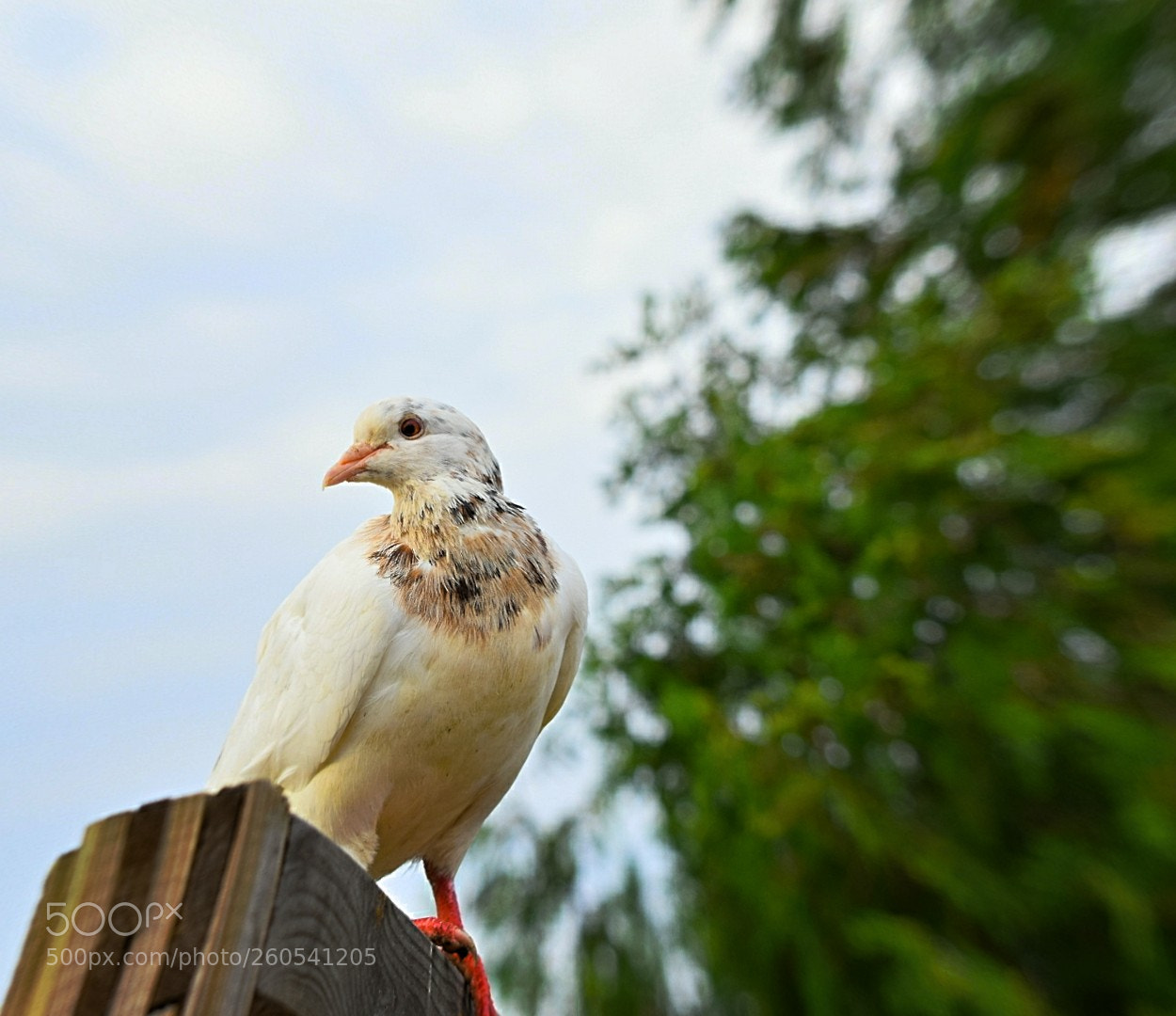 Nikon D5300 sample photo. Nachbars taube! photography