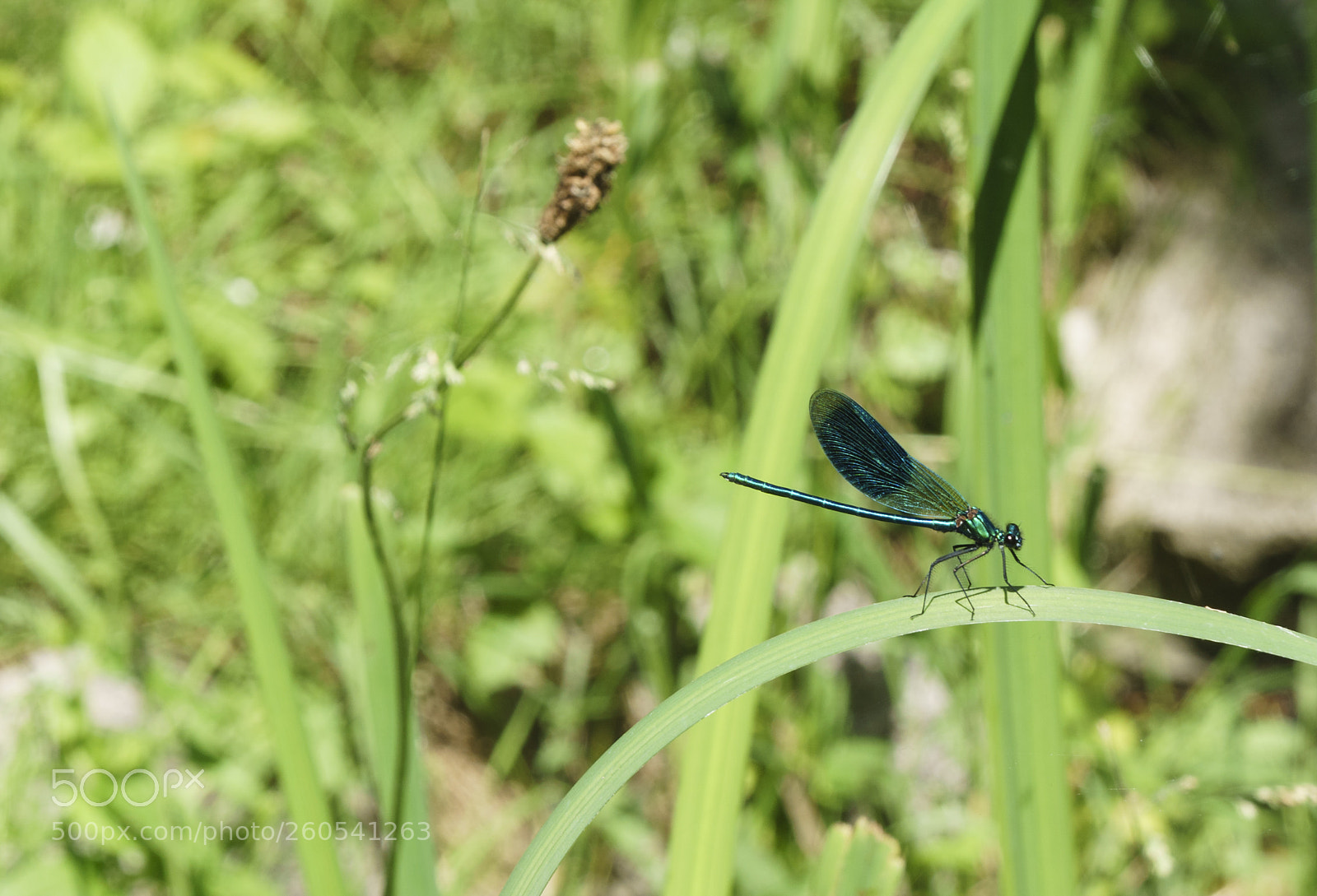 Sony a6000 sample photo. Dragon-fly photography