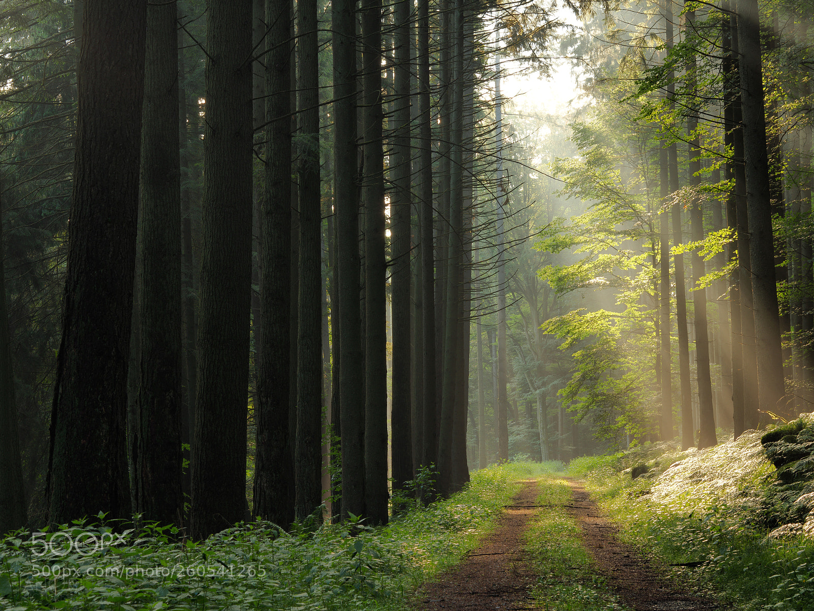 Olympus OM-D E-M5 II sample photo. ~ forest ~ photography
