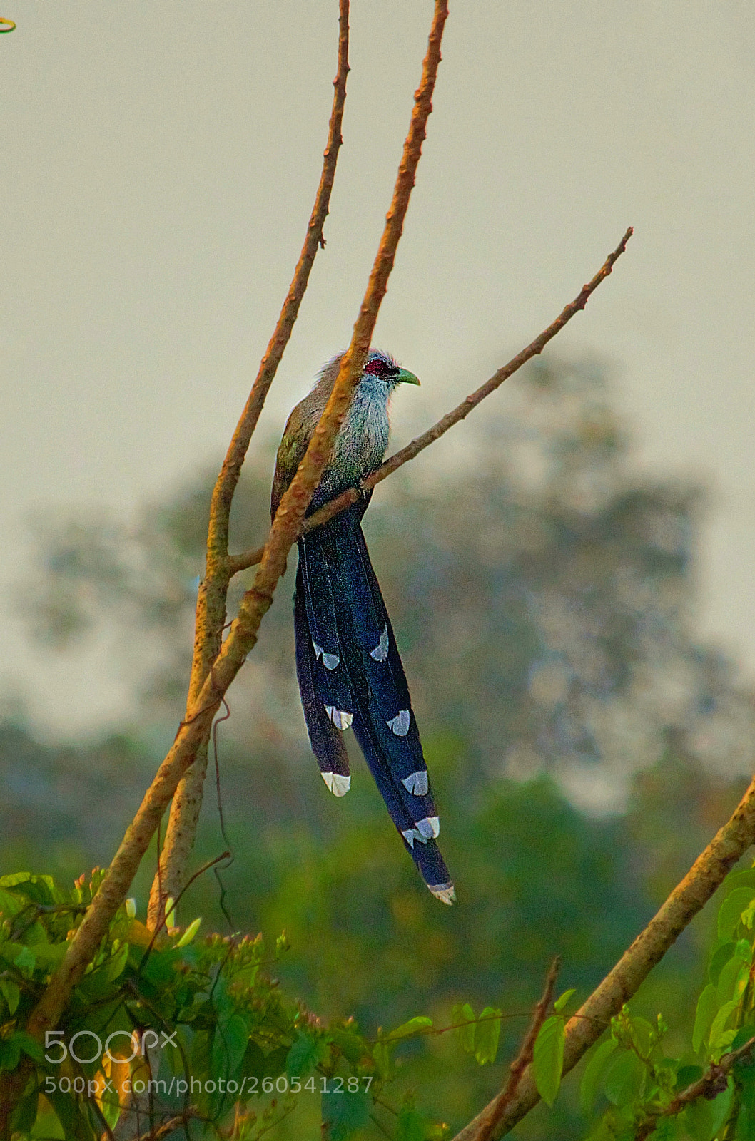 Canon EOS 60D sample photo. Green billed malkoha photography