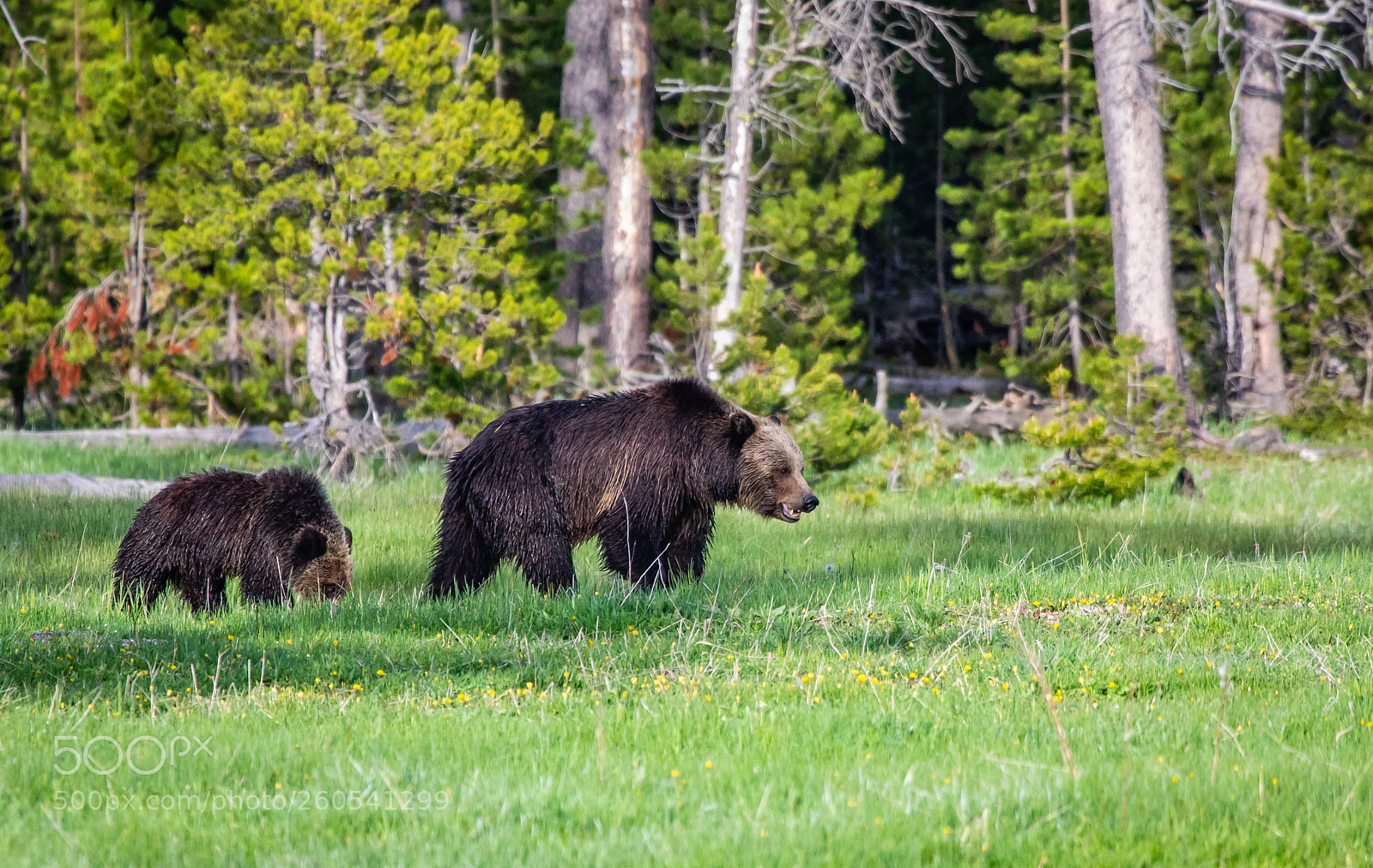 Canon EOS 5D Mark IV sample photo. Yellowstone grizzlies photography