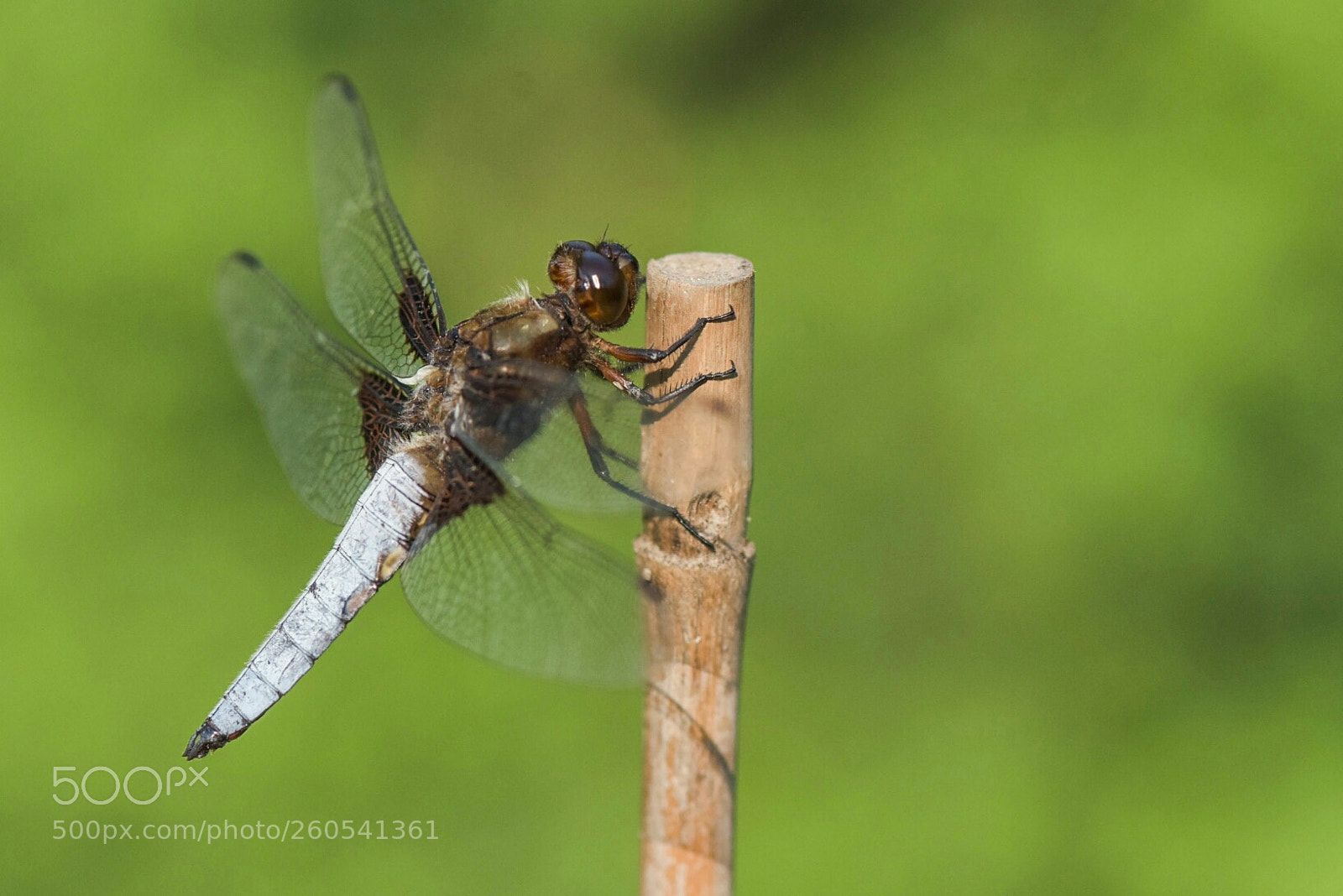 Nikon D810 sample photo. Untitled photography