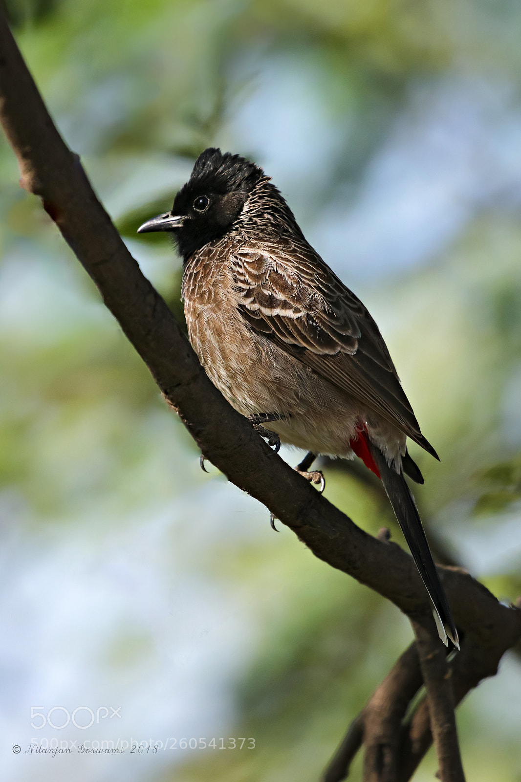 Canon EOS 80D sample photo. Red vented bulbul photography