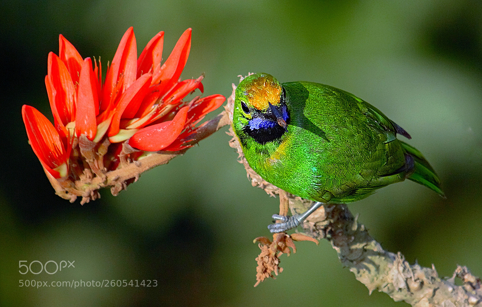 Canon EOS 60D sample photo. Golden fronted leafbird photography