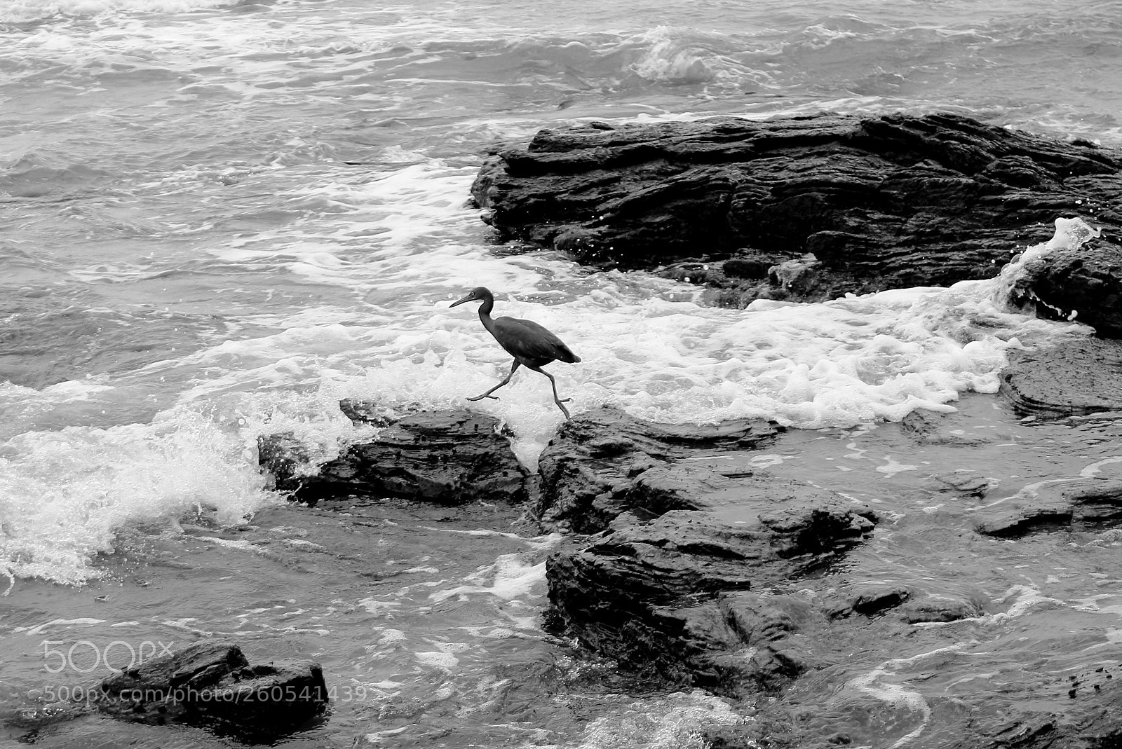 Canon EOS 100D (EOS Rebel SL1 / EOS Kiss X7) sample photo. Bird leaping from one photography